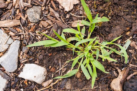 Weed Control in Lawrence: The 7 Most Common Lawn Weeds and How to Stop Them