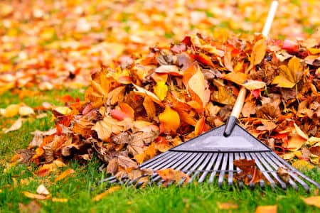 Why Fall and Spring Cleanups Are Essential Thumbnail