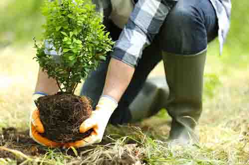 Tree Planting Image